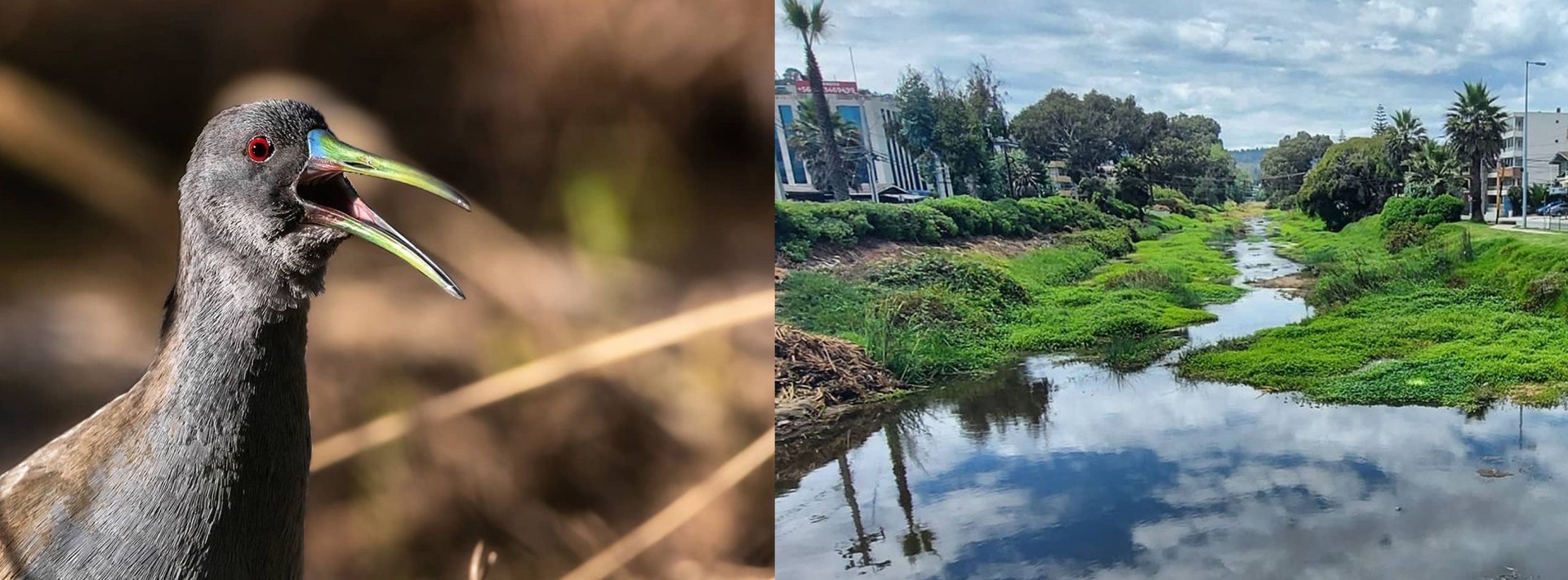 Día de los Patrimonios: Recorre el patrimonio natural de Viña del Mar